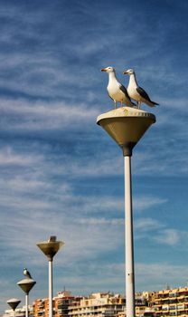 Couple of seagulls perched on a lamppost in the harbor of Santa Pola, Alicante