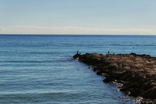 Black cormorants on a breakwater of the coast of Santa Pola, Alicante, Spain