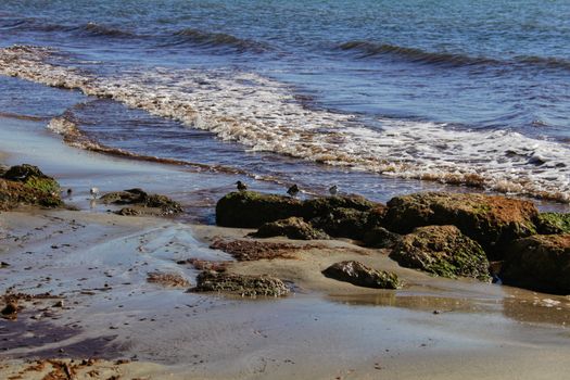 Birds on the shore in the morning