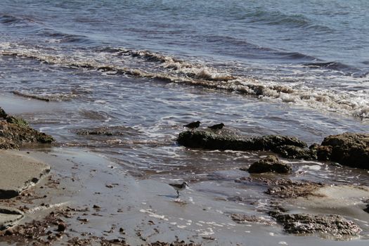 Birds on the shore in the morning