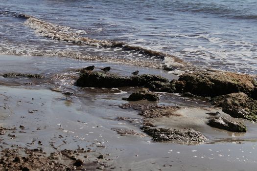 Birds on the shore in the morning