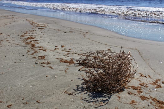 Dry plant pushed by the wind on the shore