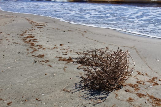 Dry plant pushed by the wind on the shore