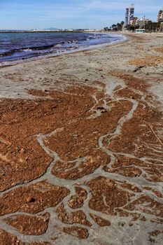 Oceanic Posidonia remains on the shore after the storm in Santa Pola, Spain