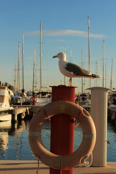 Seagull sunbathing on the waterfront in a sunny day