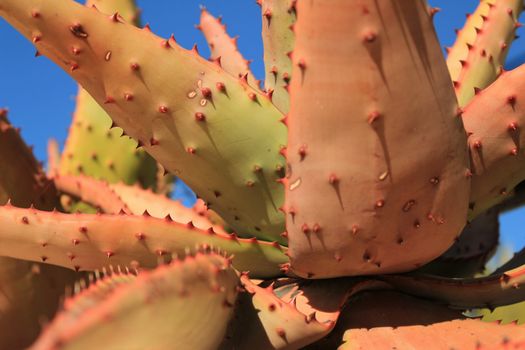Aloe Ferox plant under blue sky