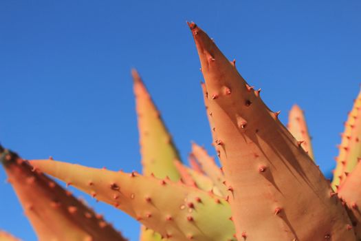 Aloe Ferox plant under blue sky