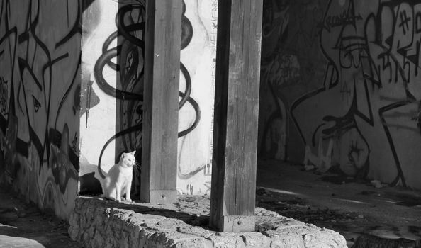 Cat resting under the sun on a sunny day in Santa Pola, Spain