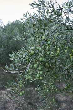 Olive fields full of olives for harvest, organic farming, centenary trees