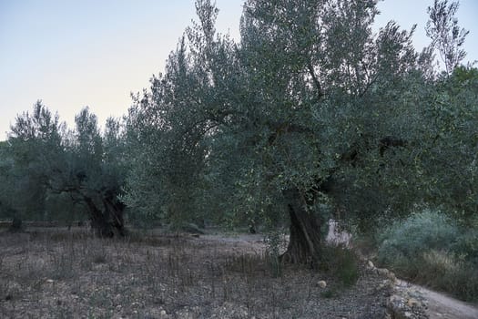 Olive fields full of olives for harvest, organic farming, centenary trees