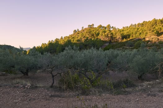 Olive fields full of olives for harvest, organic farming, centenary trees