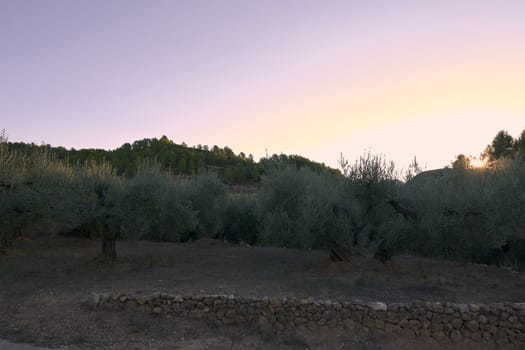 Olive fields full of olives for harvest, organic farming, centenary trees