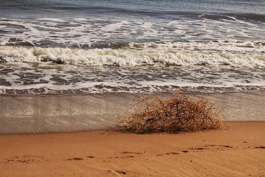 Dry plant pushed by the wind on the shore