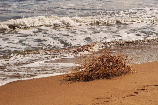 Dry plant pushed by the wind on the shore