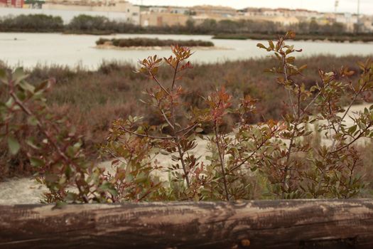 Wetlands of Santa Pola in a cloudy day of winter. Santa Pola in the background