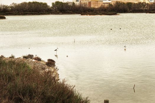 Wetlands of Santa Pola in a cloudy day of winter. Santa Pola in the background