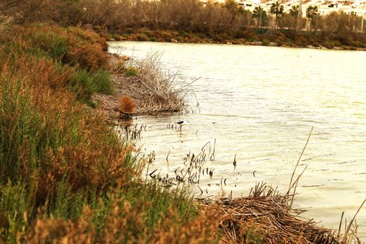 Wetlands of Santa Pola in a cloudy day of winter. Santa Pola in the background