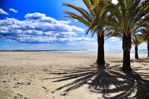 Oasis of palm trees on the beach in Santa Pola village, southern Spain in a cloudy day of Spring