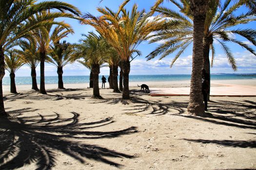 Oasis of palm trees on the beach in Santa Pola village, southern Spain in a cloudy day of Spring