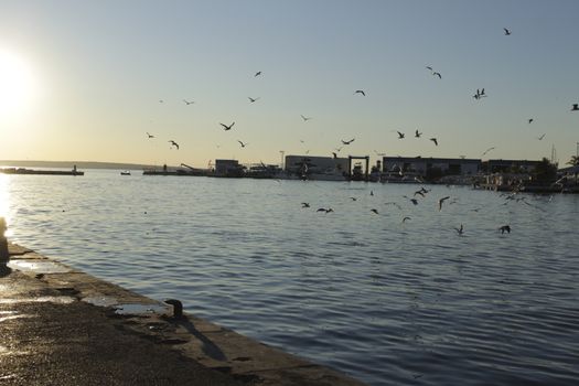 Seagulls in the port of Santa Pola, Alicante. Spain.