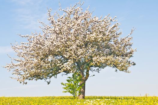 apple blossom