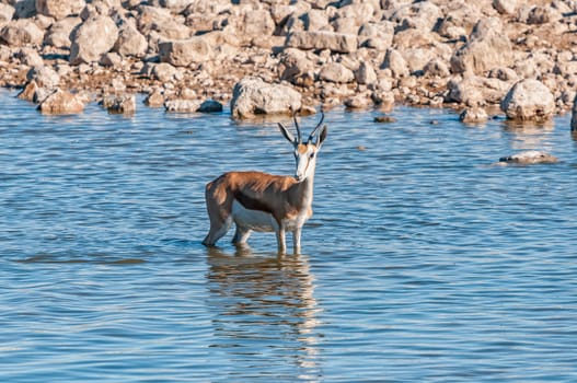 A springbok, Antidorcas marsupialis, inside a waterhole in northern Namibia