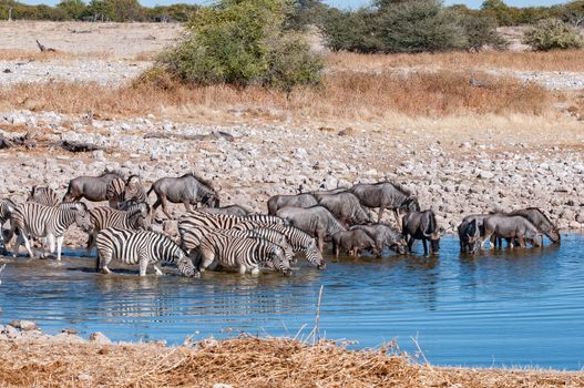 Burchells zebras and blue wildebeest drinking in a waterhole in northern Namibia