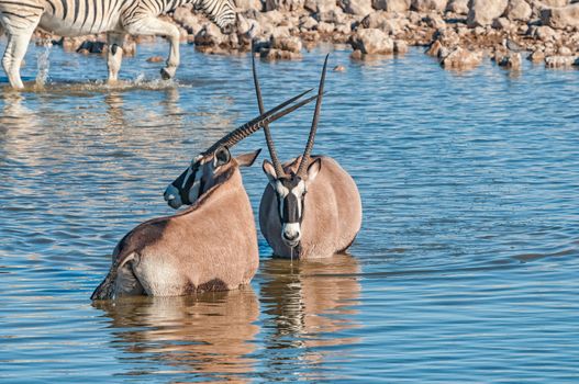 Oryx, Oryx gazella, inside a waterhole in northern Namibia