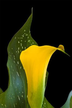 calla