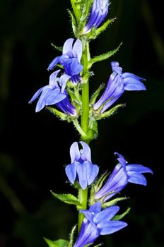 lobelia, medicinal plant of the American indians