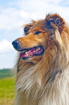 collie dog