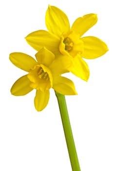 daffodil blooming