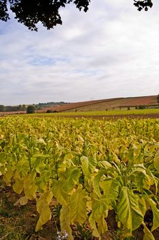 tobacco field