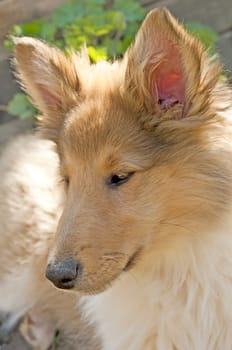 british collie puppy