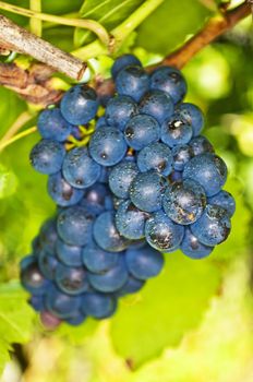 blue ripe grapes in a vineyard