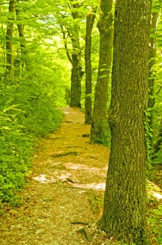 Forest in spring