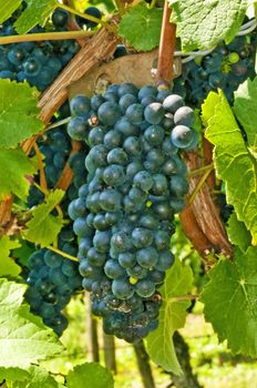 blue ripe grapes in a vineyard