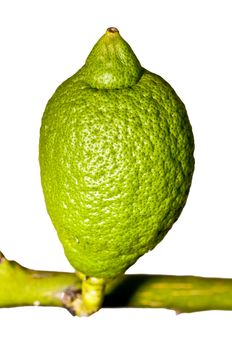 unripe citron at a tree