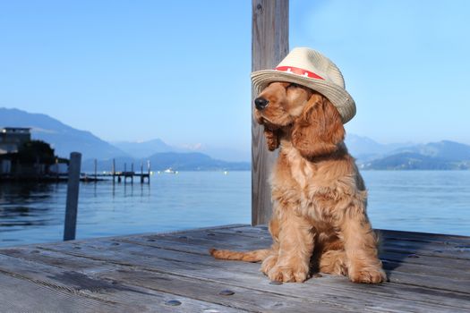 Golden retriever pubby outdoors with hat near a lake