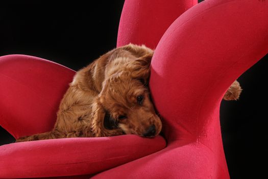 golden retriever puppy sleeping and playing on red chair in photo studio.