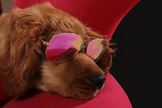 golden retriever puppy with sunglasses on red chair in photo studio.