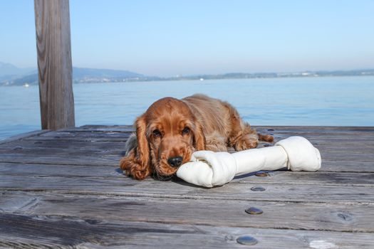 golden retriever puppy playing in outdoors. Golden brown