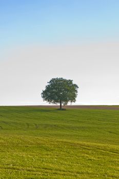 old tree