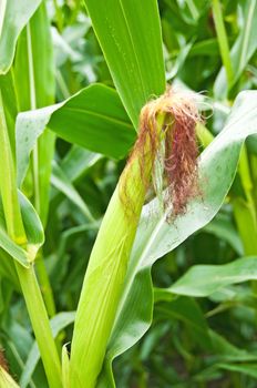 unripe corn