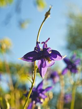 blossom of columbine