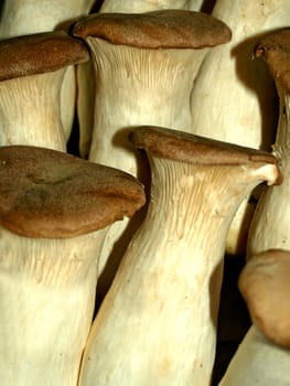 King oyster mushroom