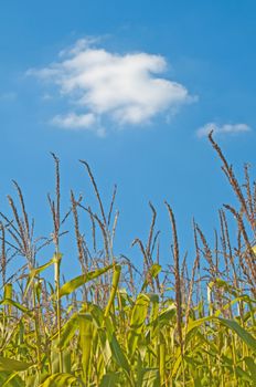 corn filed in summer