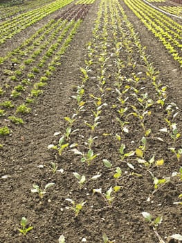 cultivation of salad