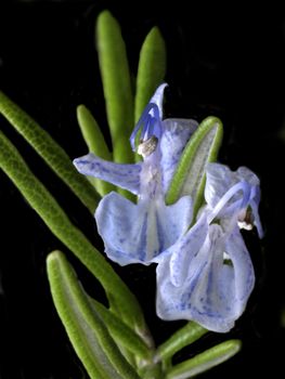 rosemary blooming