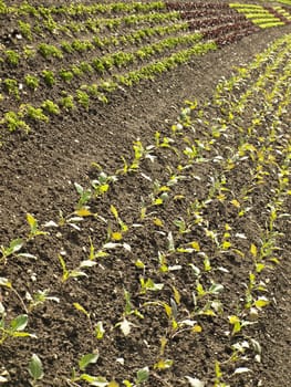 cultivation of salad